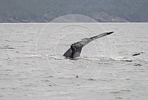Humback whale, a puffin and a murre 4 photo
